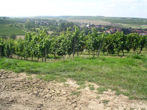 Weinanbau 07
